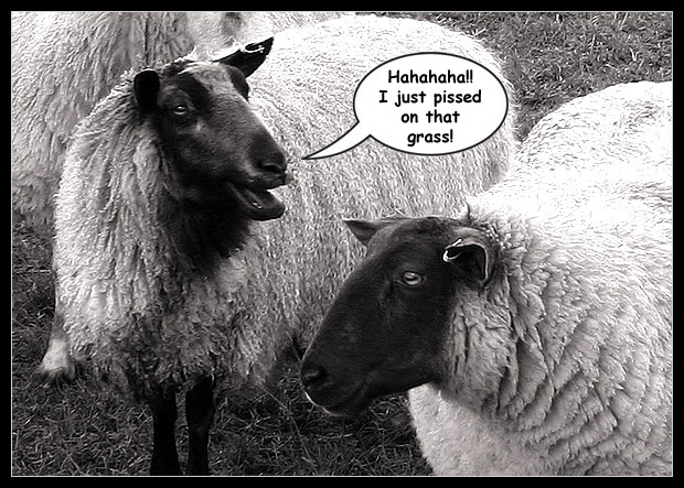 Sheepish Potty Humour I