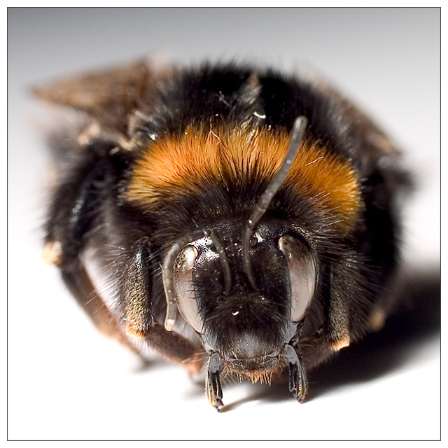 Bee Macro 2