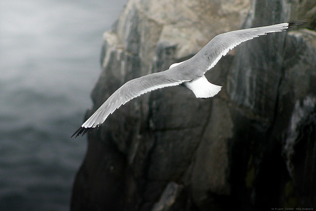 In Flight