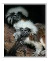 Monkeys