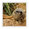 Meerkat
