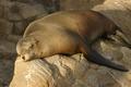Sleeping Sealion