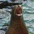 Sealion