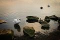 Swan among Rocks