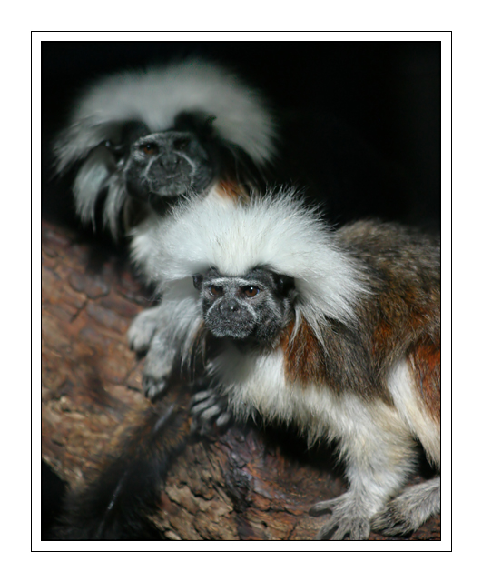 Monkeys