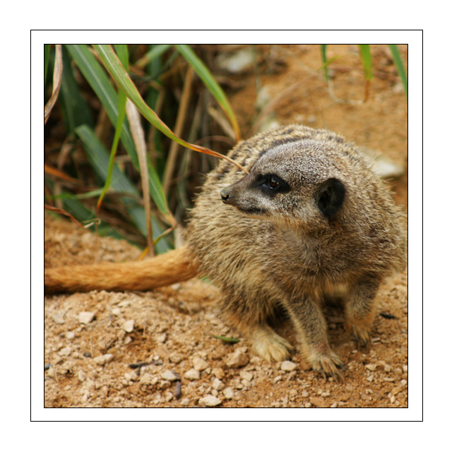 Meerkat