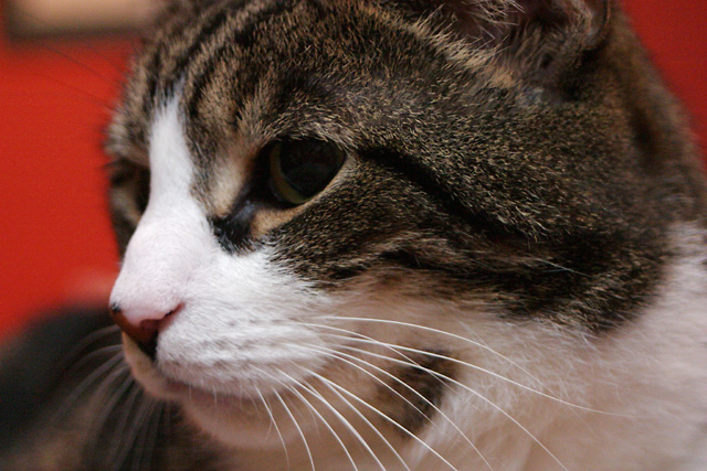 Cat1.jpg