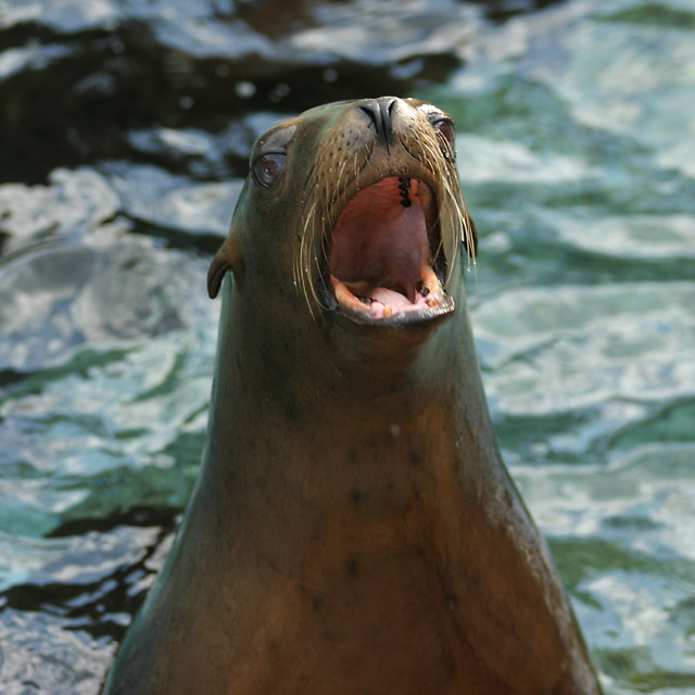 Sealion