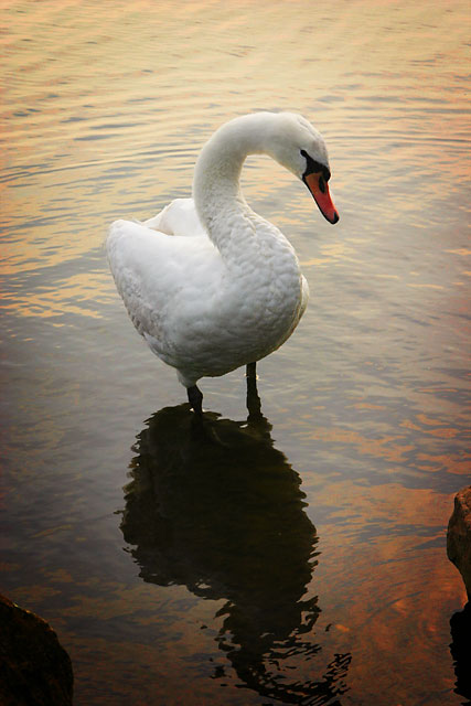 Swan at Sunset