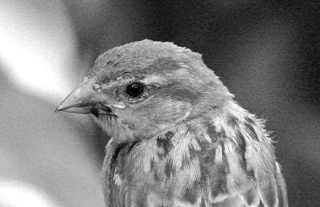 magnetic9999's tiny bird