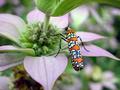 Ailanthus Webworm (attera punctella)