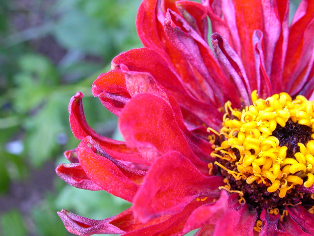 Zinnia (zinnia elegans)