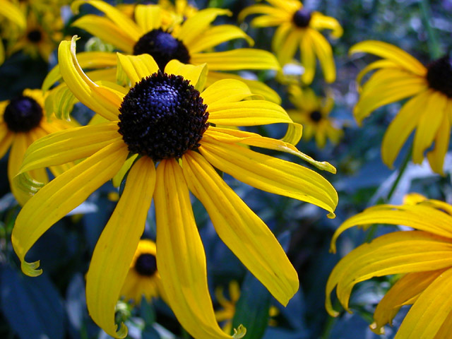 Black-Eyed Susans (rubeckia hirta)