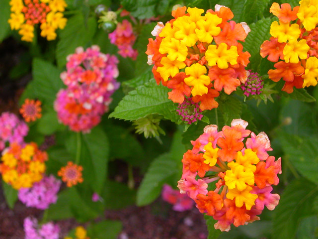 Lantana 'Sonset' (lantana camara)