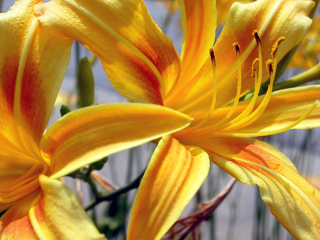 Daylillies (hemerocallis 'Autumn Minaret')