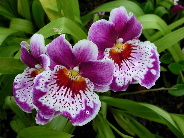 Miltonia Orchids 'Eileen' (miltonia alysenone)