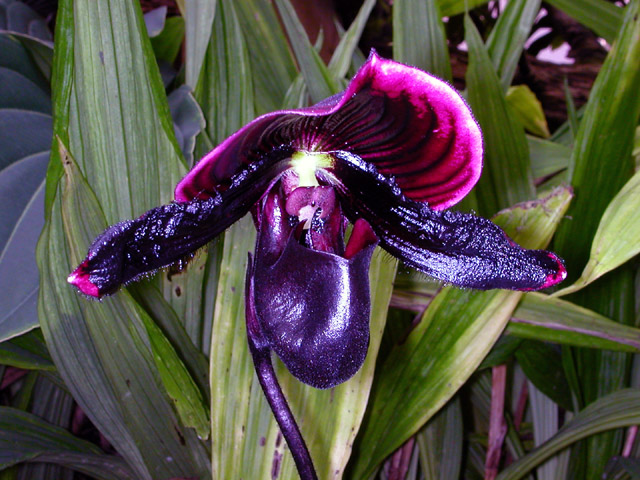 Paphiopedilum 'Red Top'