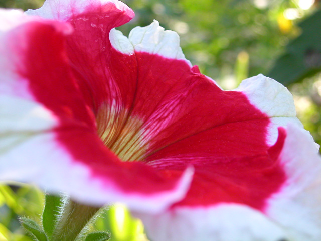 'Cherry Frost' Petunia (petunia grandiflora)