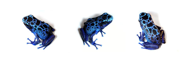 Dendrobates Azureus