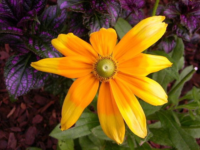 'Prairie Sun' (rudbeckia hirta)