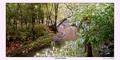 Autumn Stream