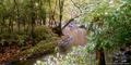 Autumn Stream (borderless)