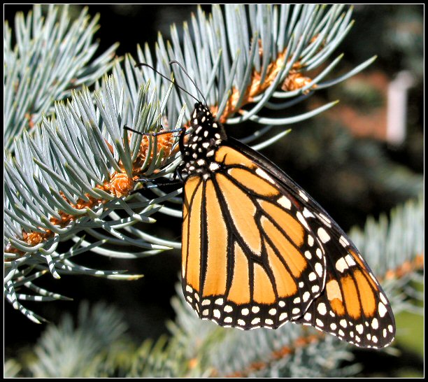 Butterfly on Pine 2