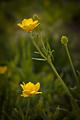 Wildflowers