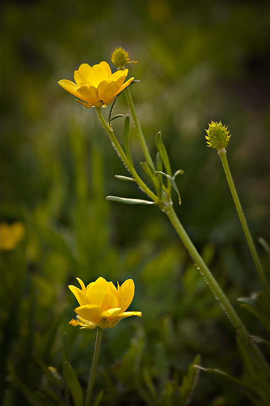 Wildflowers