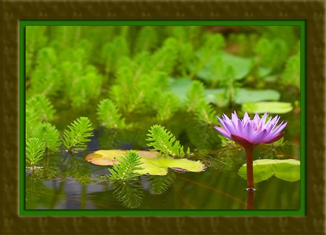 Water Lilly