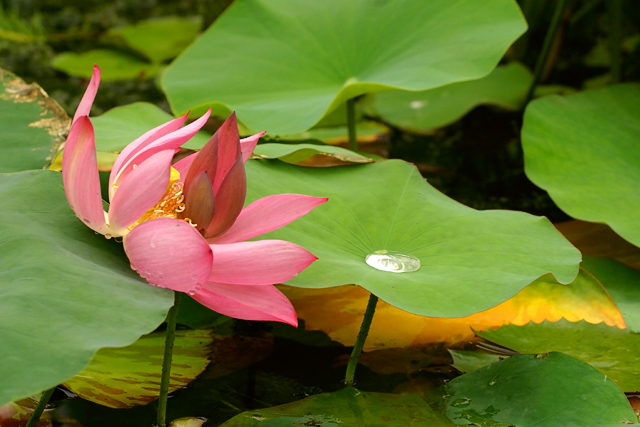 Lotus Series