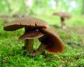 Wild Mushrooms 1