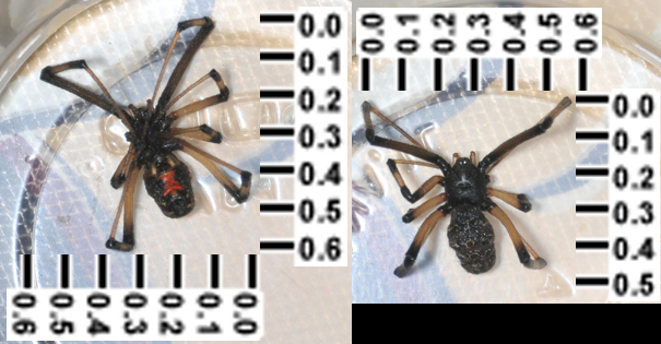 Black Widow?