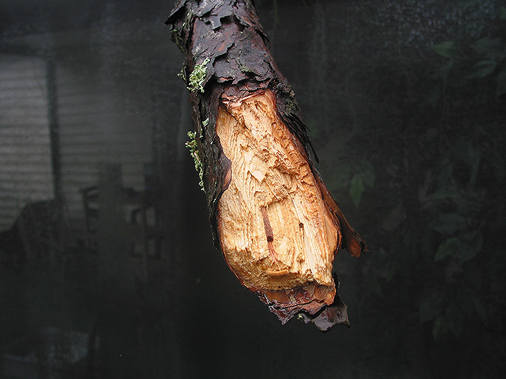 Severed Wood