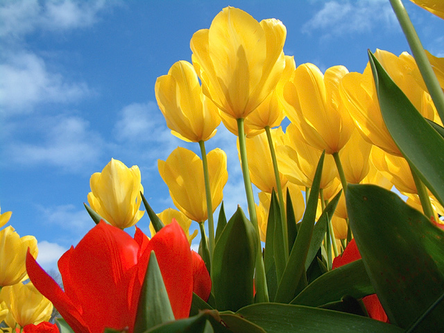 Spring Tulips