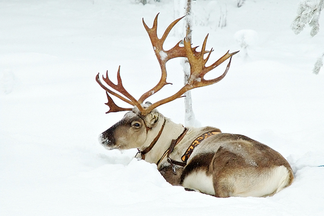 Reindeer