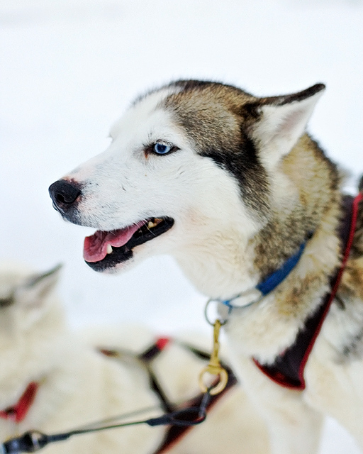 Husky