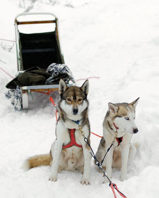 Sleigh dogs