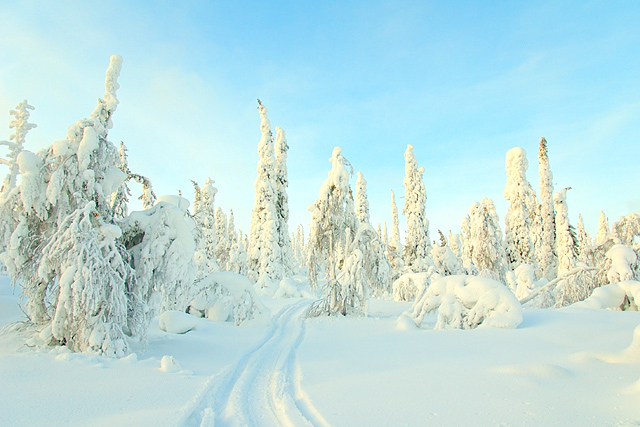 Winter Wonderland