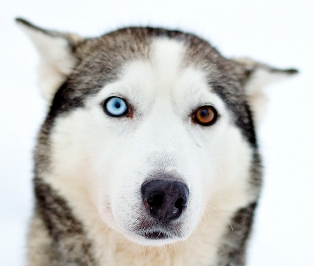 Brown and Blue