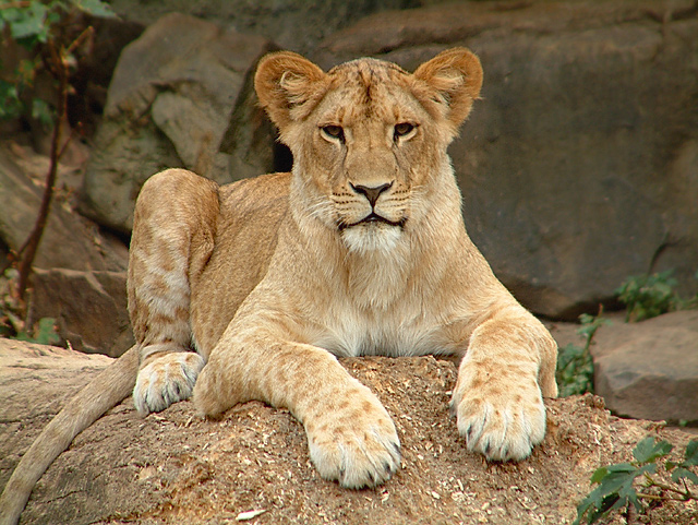 Lion 1