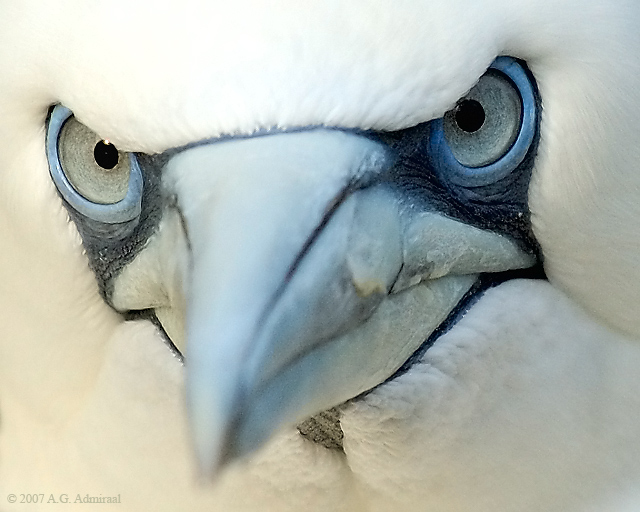 Northern Gannet