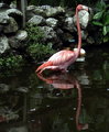 Flamingo Reflection