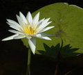 Lilly Reflecting