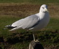 Ring-Billed Gull