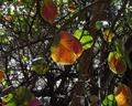 Lantern Leaves