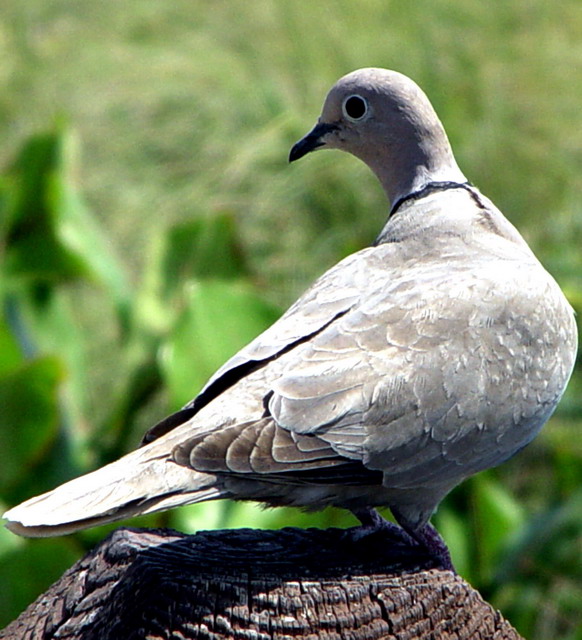 Ring Neck Dove