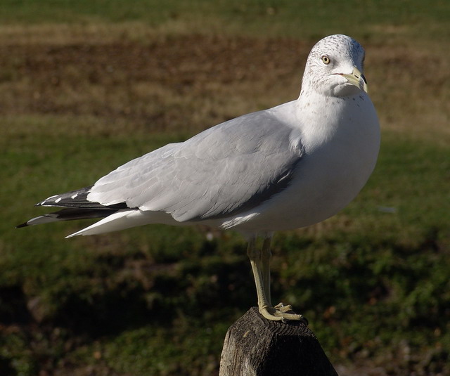 Ring-Billed Gull