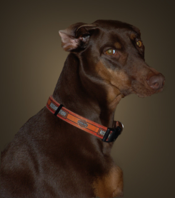 Bella