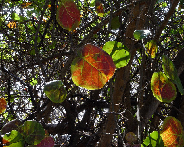 Lantern Leaves
